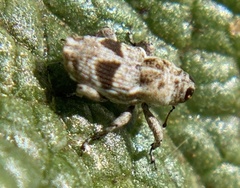 Cylindrocopturus mediinotus