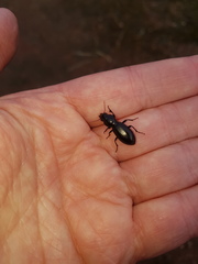 Promecoderus