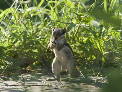 Northern Palm Squirrel