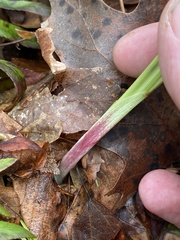 Stenanthium gramineum