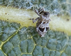 Cylindrocopturus mediinotus