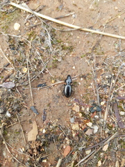 Promecoderus