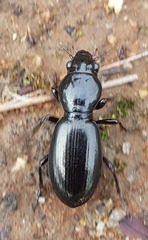 Promecoderus