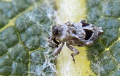 Cylindrocopturus mediinotus