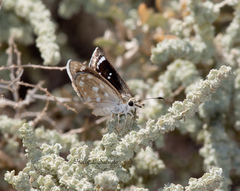 Hesperopsis libya