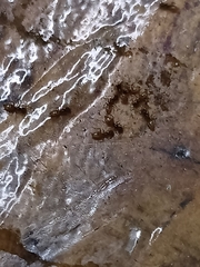 Tapinoma melanocephalum