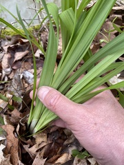 Stenanthium gramineum