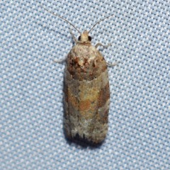 Argyrotaenia kimballi
