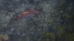 Sargocentron microstoma