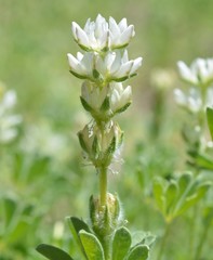 Lupinus densiflorus densiflorus