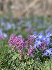 Corydalis solida