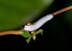 Erionota torus