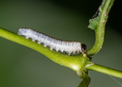 Erionota torus