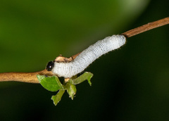 Erionota torus