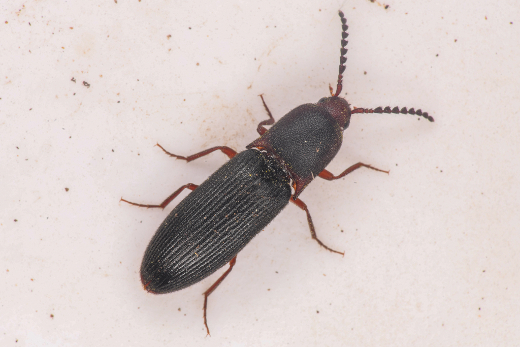 Megapenthes dolosus