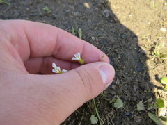 Leavenworthia exigua