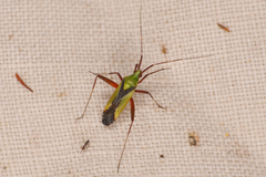 Phytocoris vau