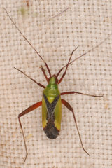 Phytocoris vau