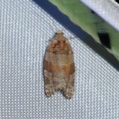 Argyrotaenia kimballi