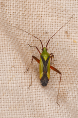 Phytocoris vau