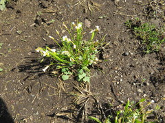 Leavenworthia exigua