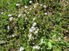 Phacelia dubia interior