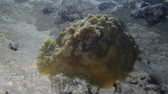 Asteronotus cespitosus