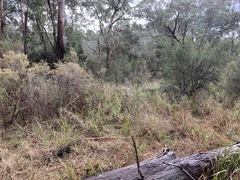 Pseudophryne semimarmorata