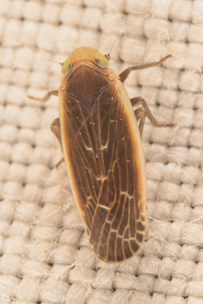 Synecdoche necopina
