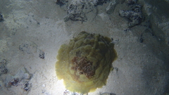 Asteronotus cespitosus