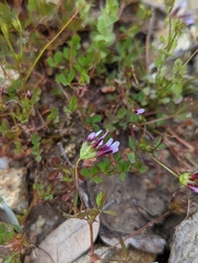Trifolium variegatum geminiflorum