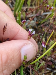 Trifolium variegatum geminiflorum