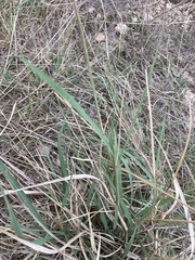 Stapfochloa
