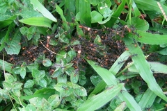 Eciton burchellii