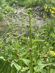 Scrophularieae