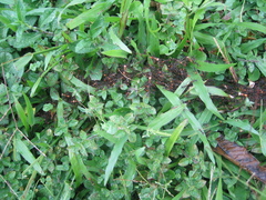 Eciton burchellii