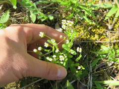 Valerianella umbilicata