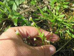 Valerianella umbilicata