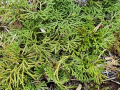 Diphasiastrum thyoides