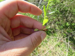Valerianella umbilicata