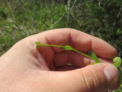 Valerianella umbilicata