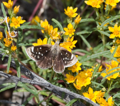 Hesperopsis libya