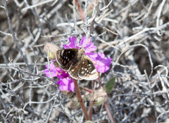 Hesperopsis libya