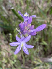 Dichelostemma
