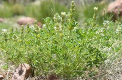Lupinus densiflorus densiflorus