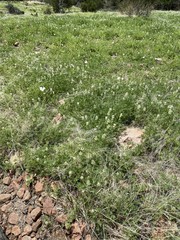 Lupinus densiflorus densiflorus