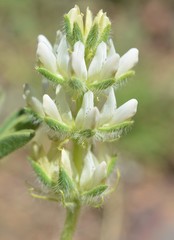 Lupinus densiflorus densiflorus