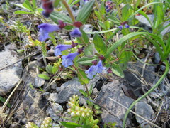 Scutellaria parvula
