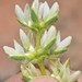 Dense-flowered Lupine - Photo (c) taday, some rights reserved (CC BY-NC), uploaded by taday