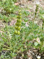 Lupinus densiflorus densiflorus